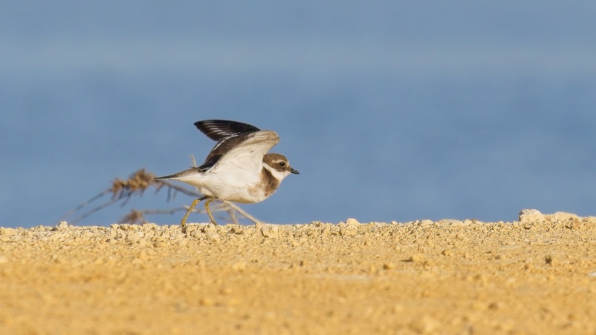 Common Ringed Plover - ML642705619
