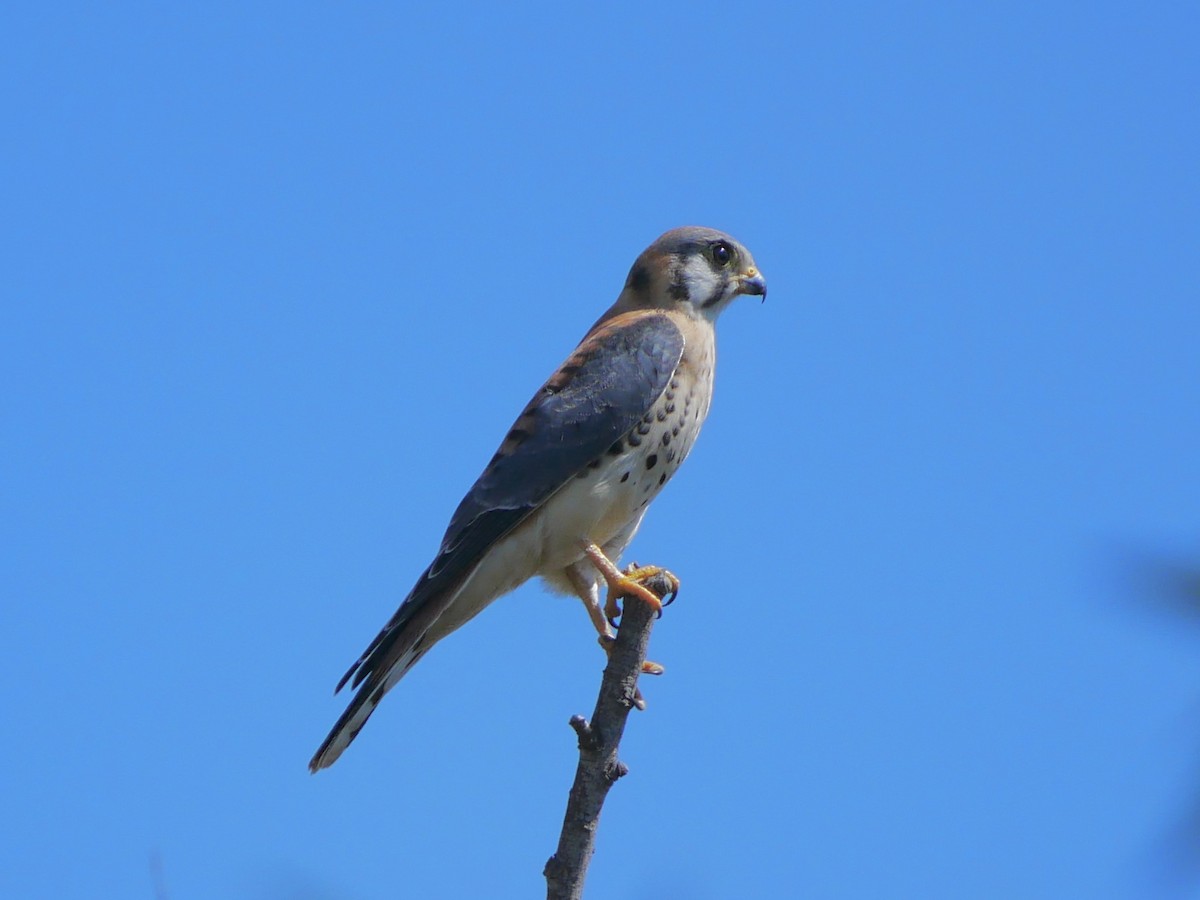 American Kestrel - ML642705622
