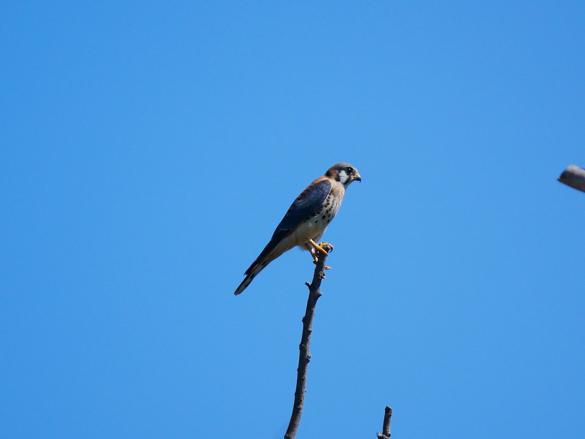 American Kestrel - ML642705623