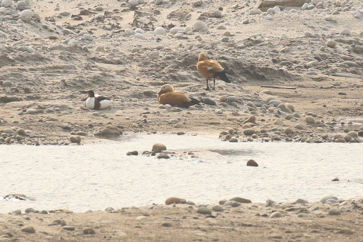 Common Shelduck - ML642705651