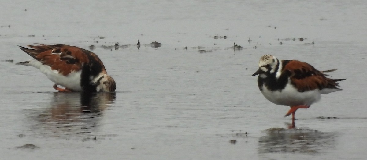 Ruddy Turnstone - ML642705653
