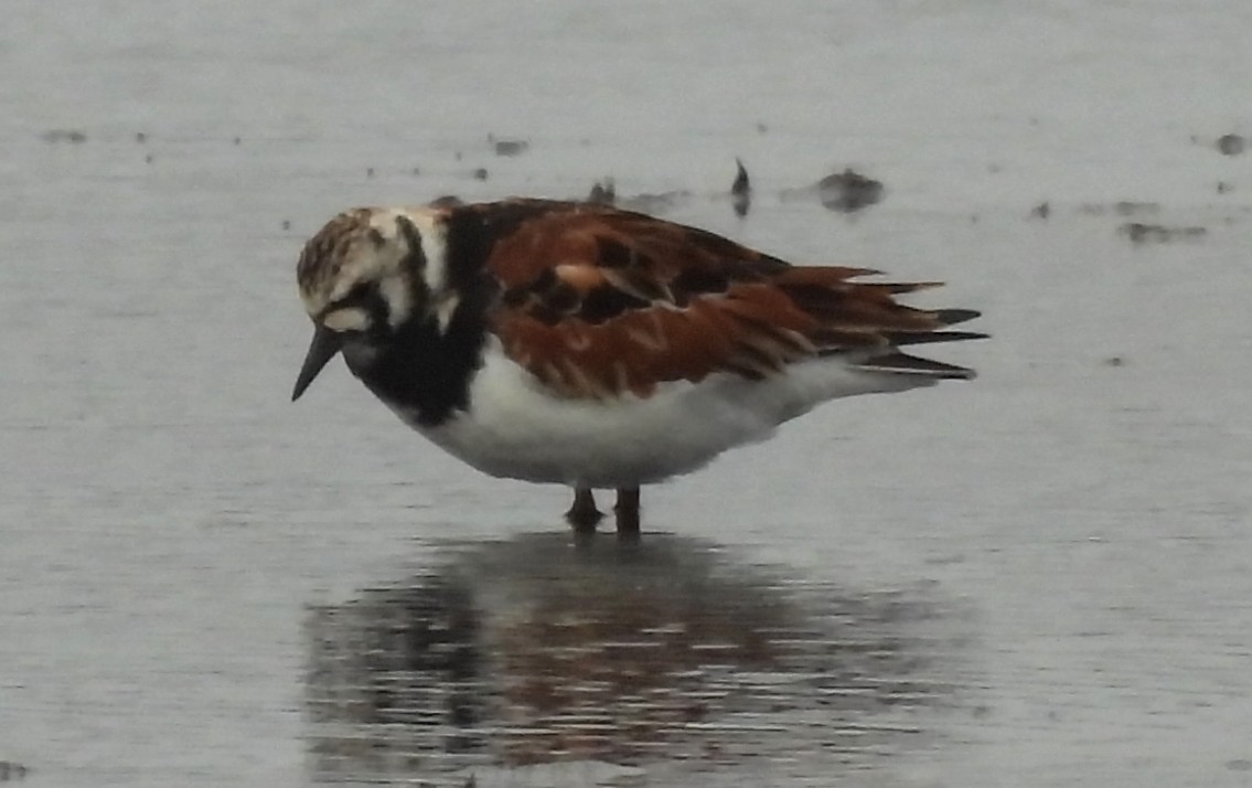 Ruddy Turnstone - ML642705654