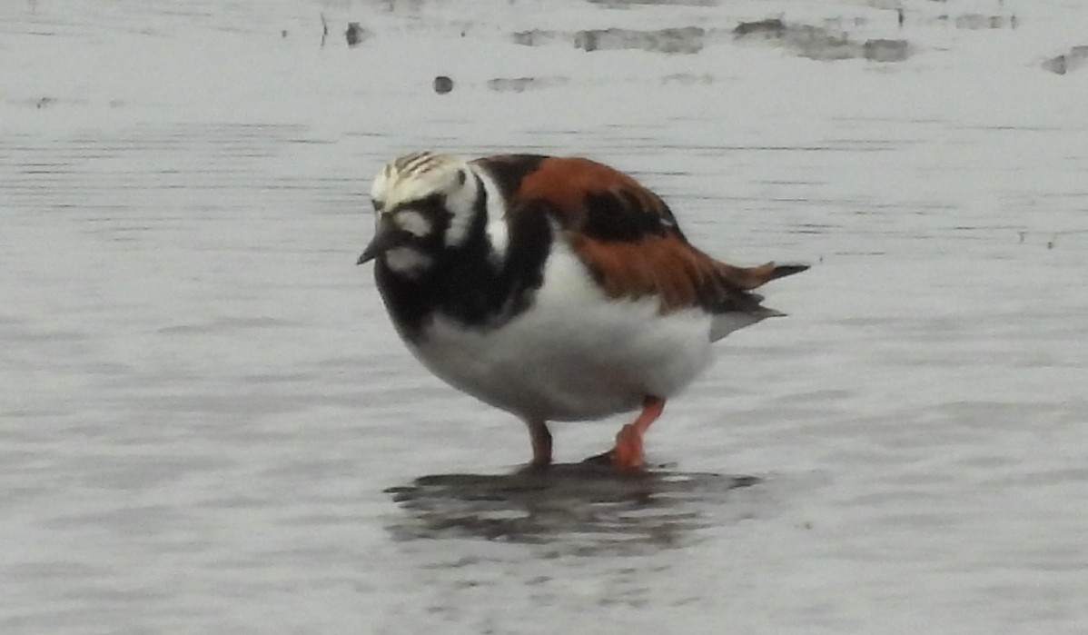 Ruddy Turnstone - ML642705655