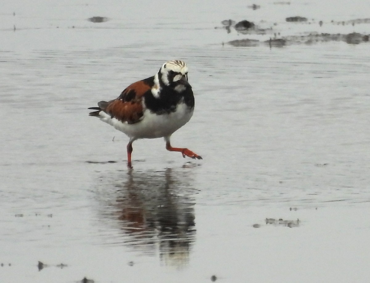 Ruddy Turnstone - ML642705656
