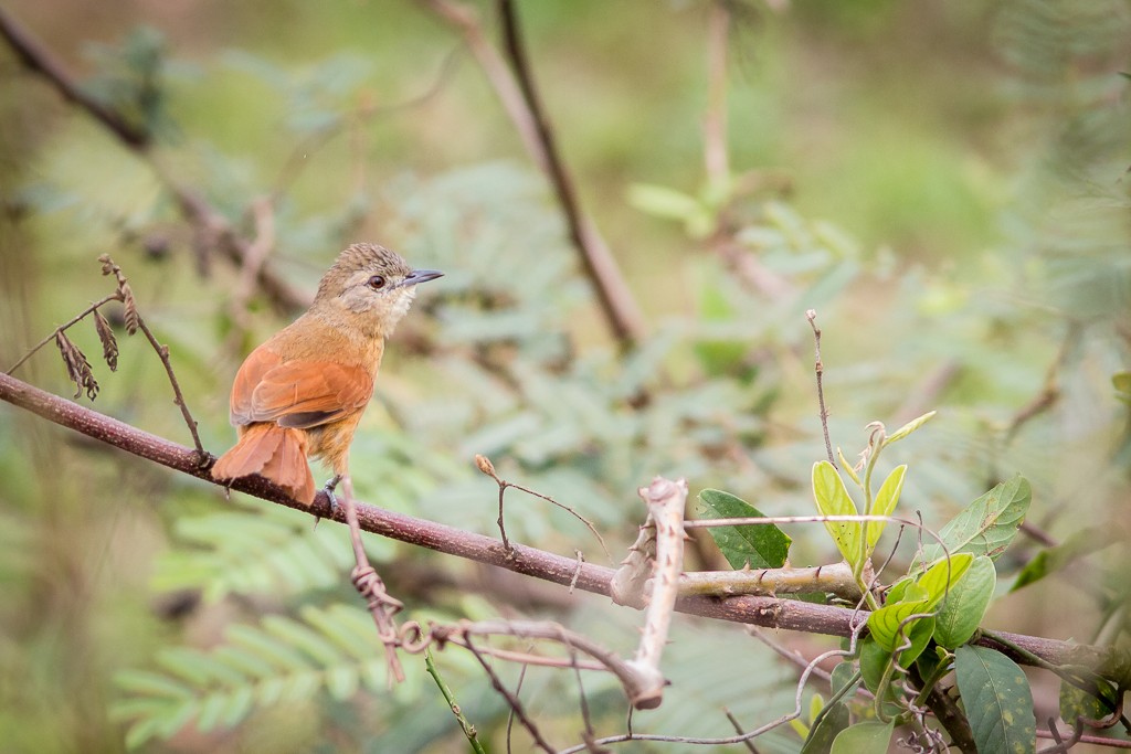 White-lored Spinetail - ML642705665