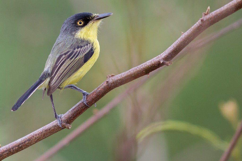 Common Tody-Flycatcher - ML642705669