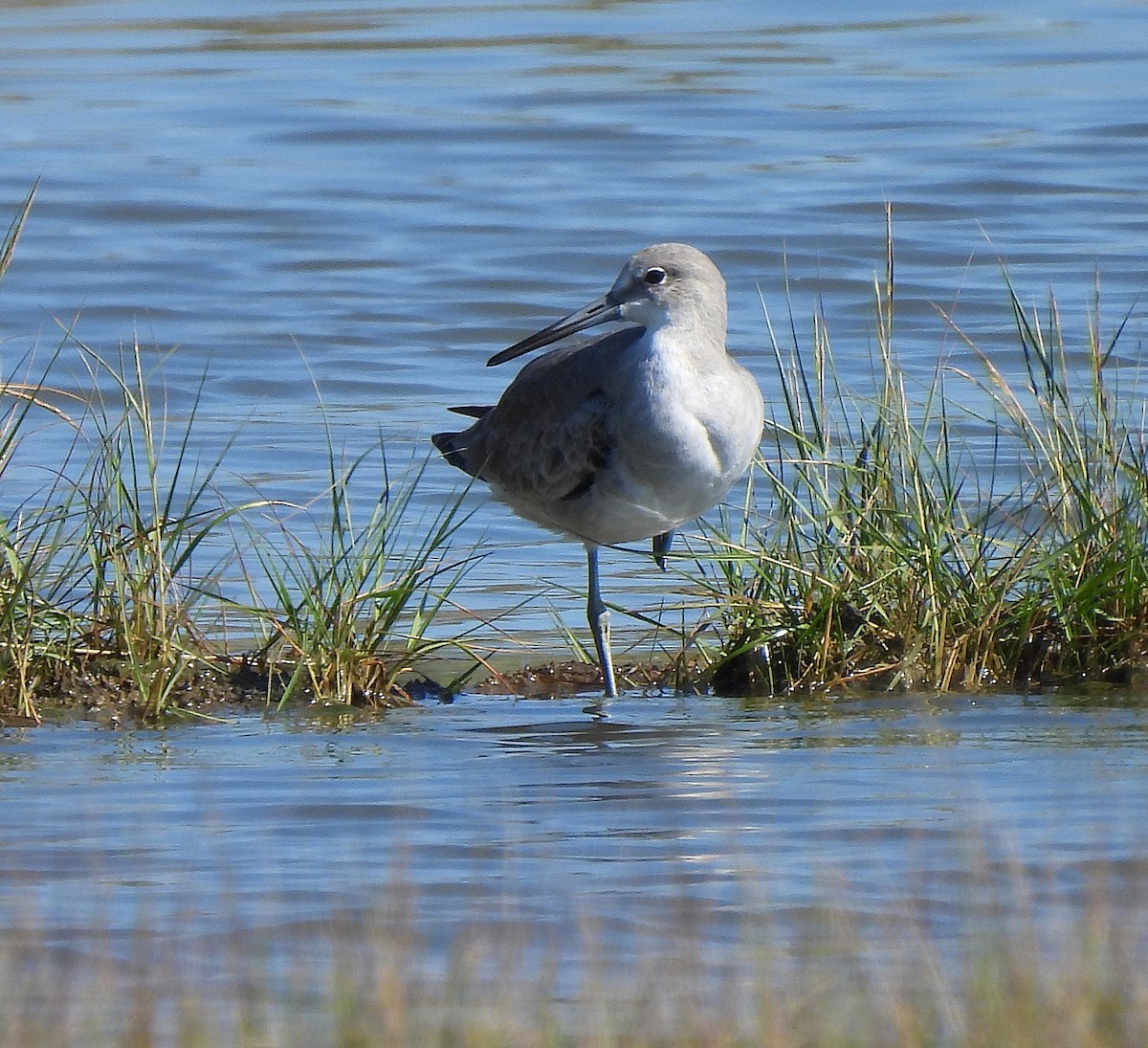 vodouš břehoušovitý - ML642705672