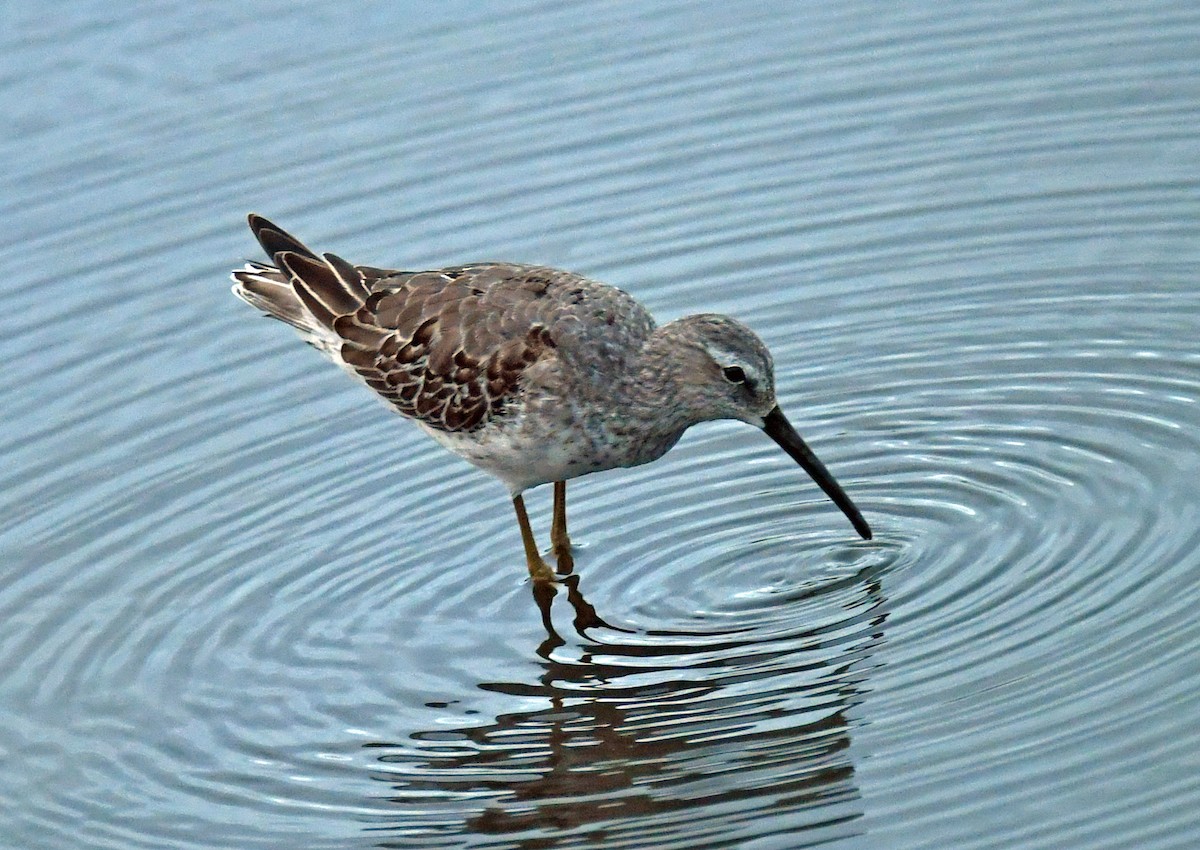 Stilt Sandpiper - ML642705679