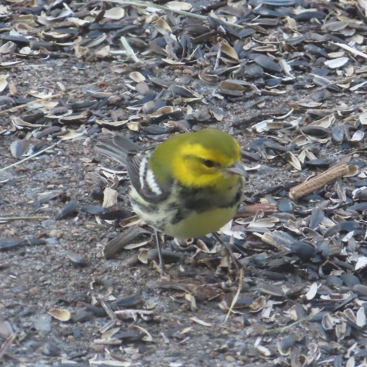 Black-throated Green Warbler - ML642705685