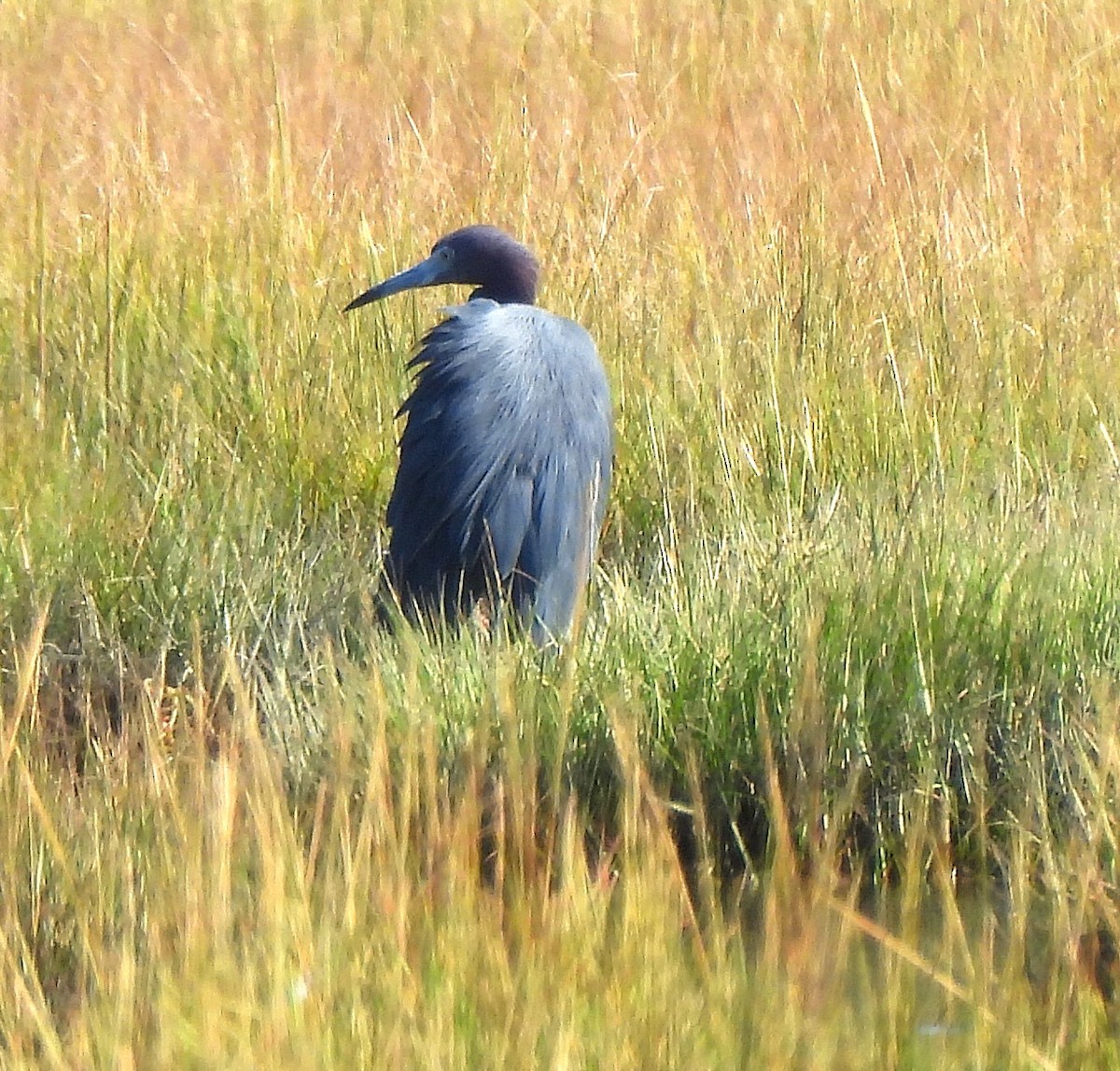 Little Blue Heron - ML642705686