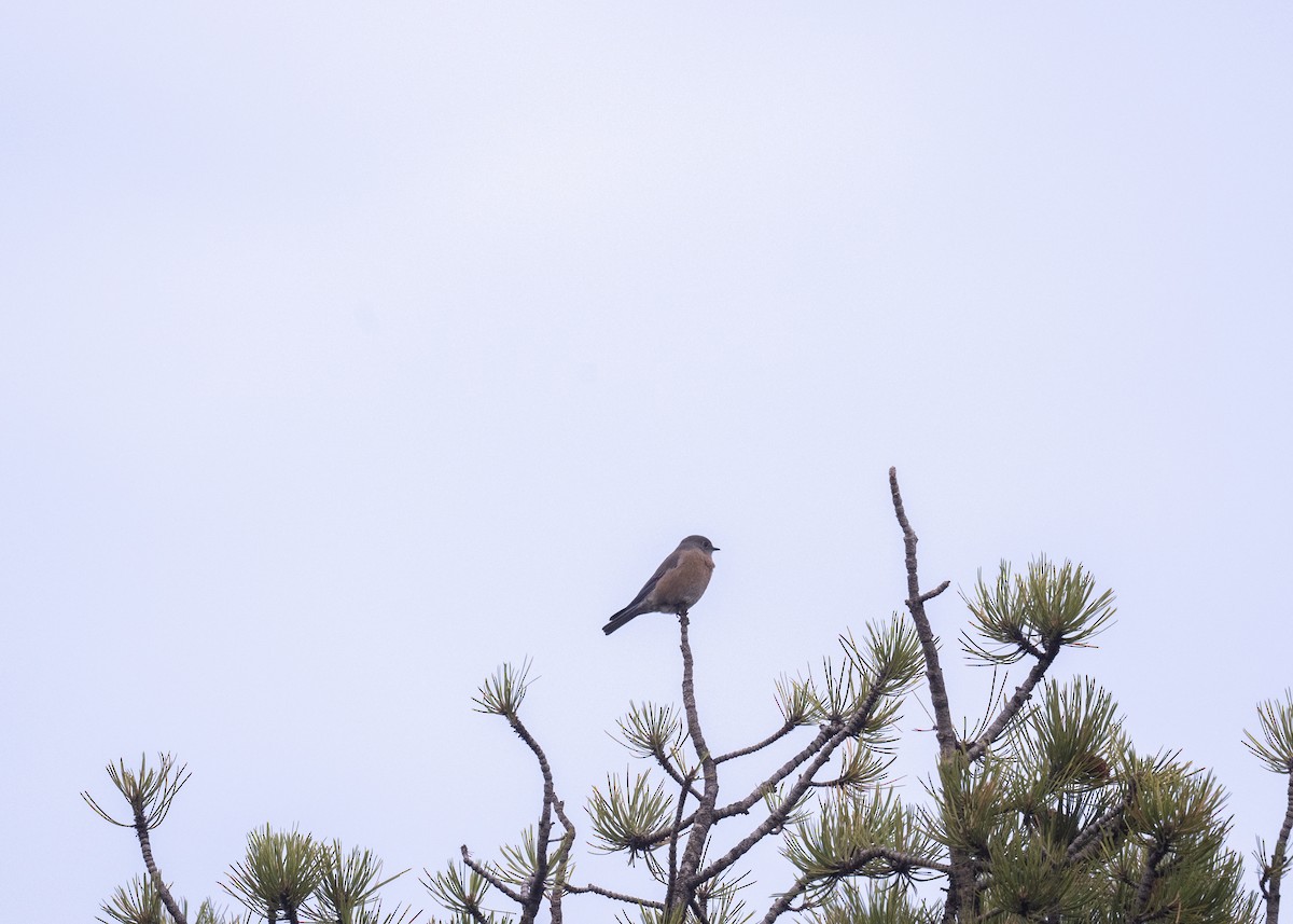 Western Bluebird - ML642705689