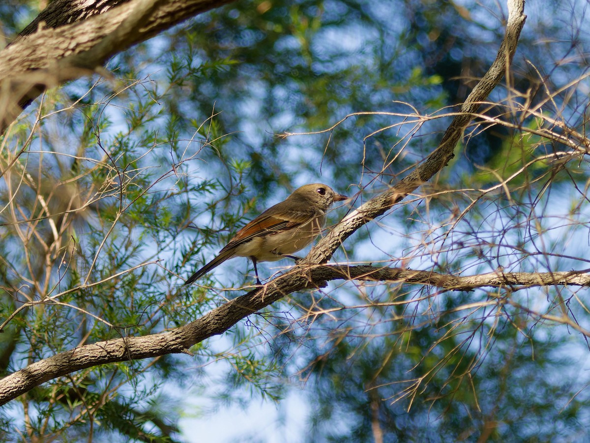 Golden Whistler (Eastern) - ML642705693