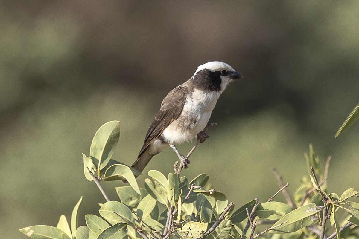 White-rumped Shrike - ML642705699
