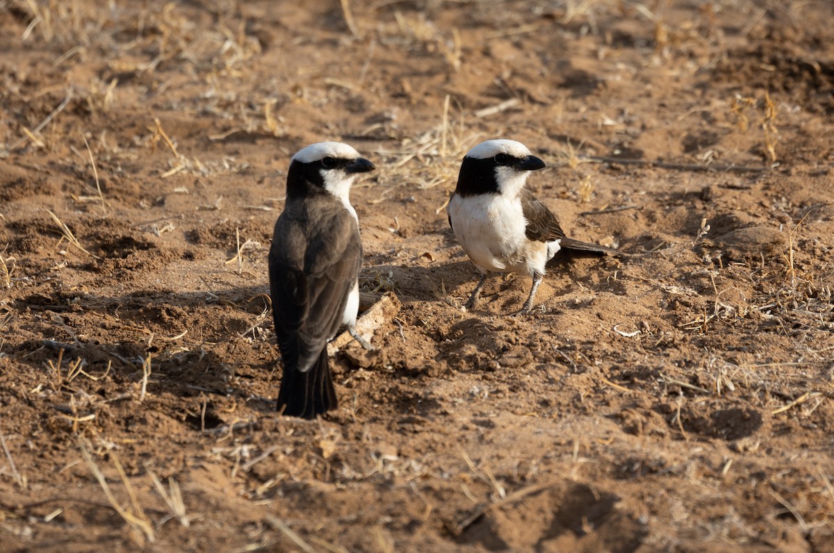 White-rumped Shrike - ML642705700
