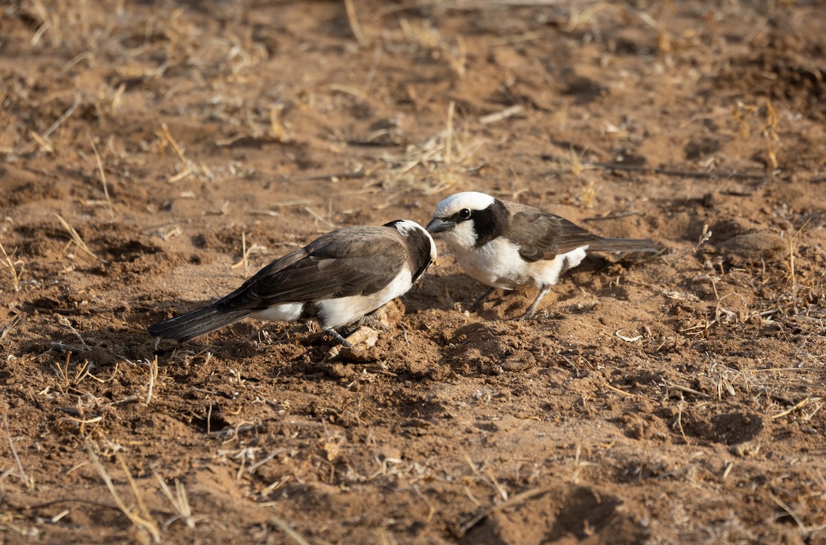 White-rumped Shrike - ML642705701