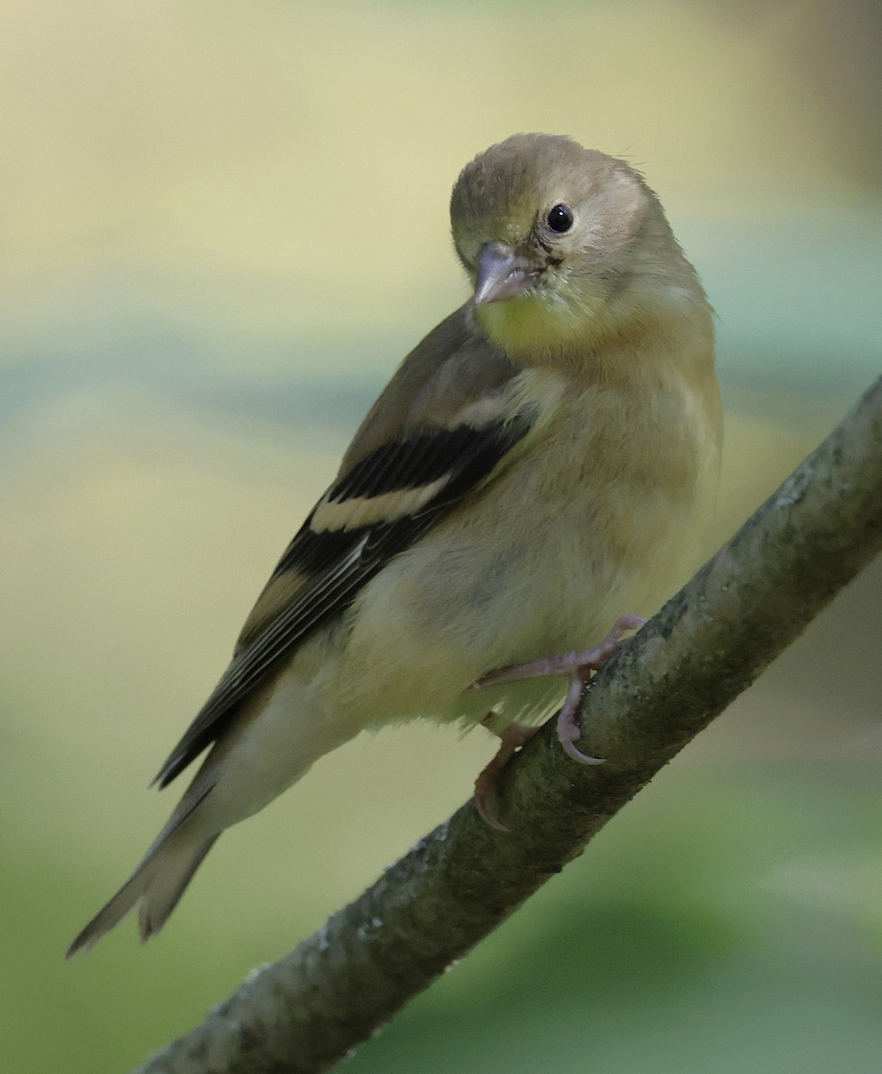 American Goldfinch - ML642705703