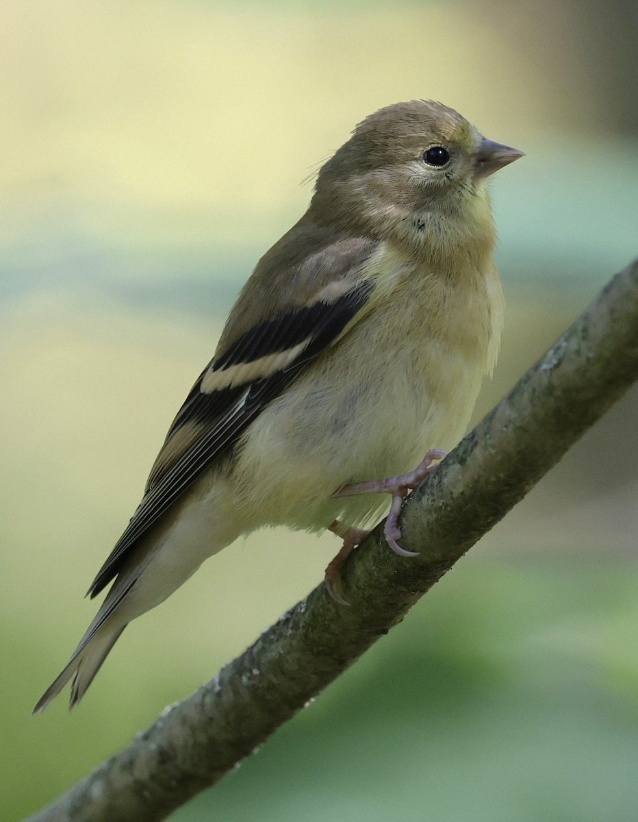 American Goldfinch - ML642705704