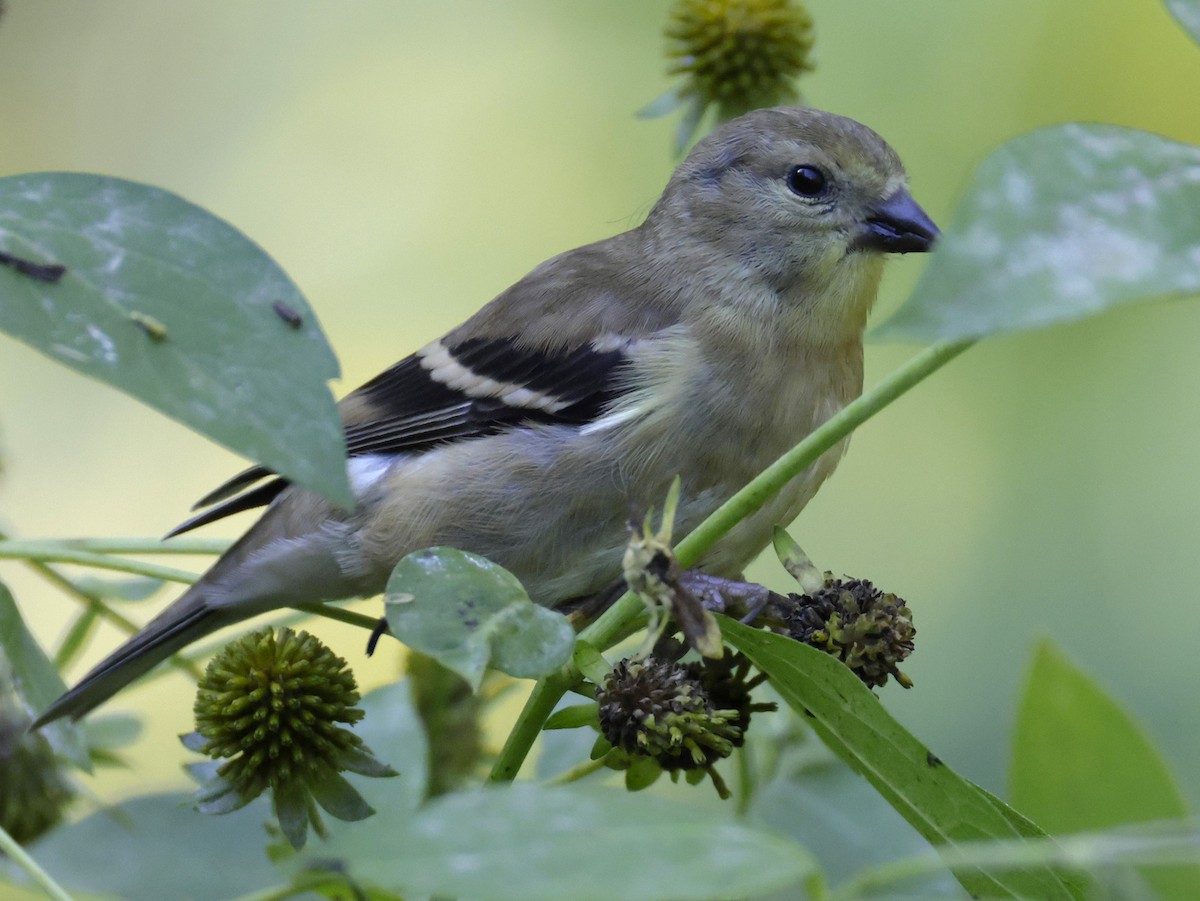 American Goldfinch - ML642705705