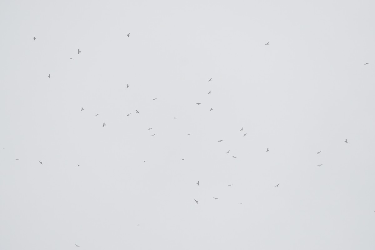 Chinese Sparrowhawk - ML642705706