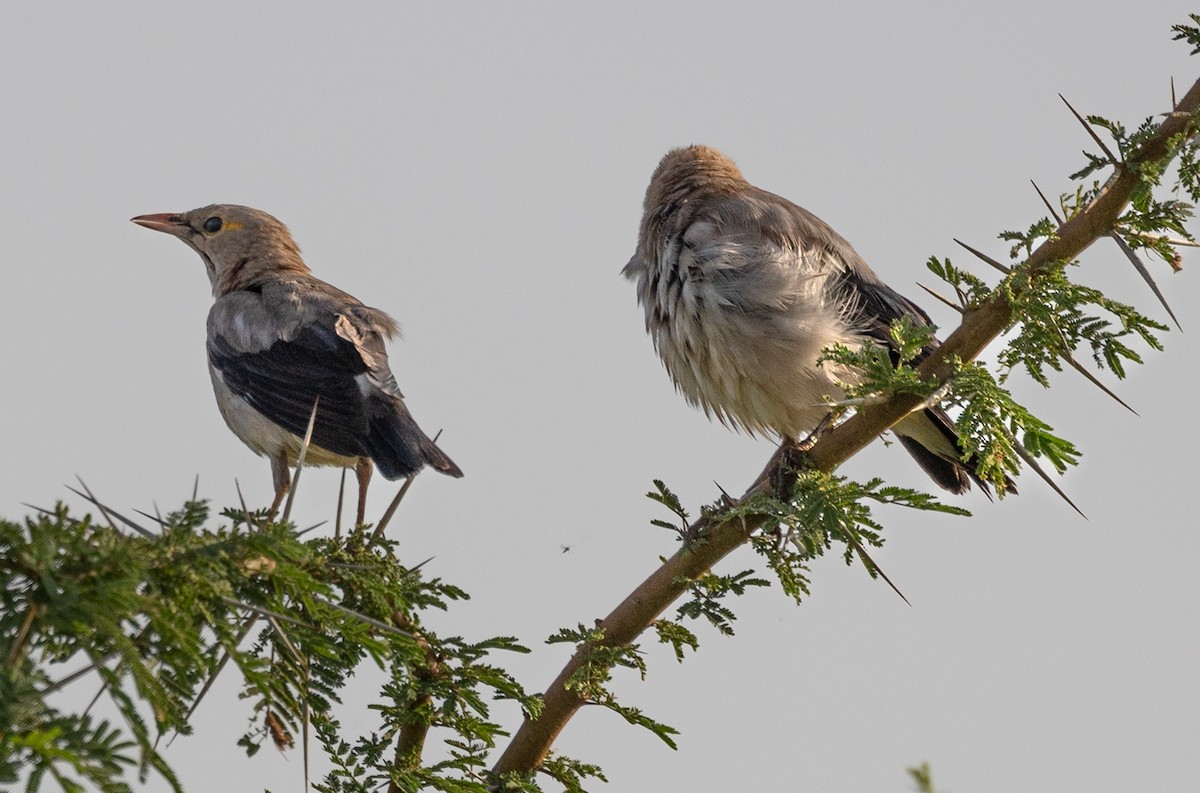 Wattled Starling - ML642705713