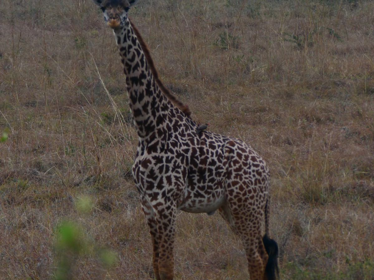 Red-billed Oxpecker - ML642705723