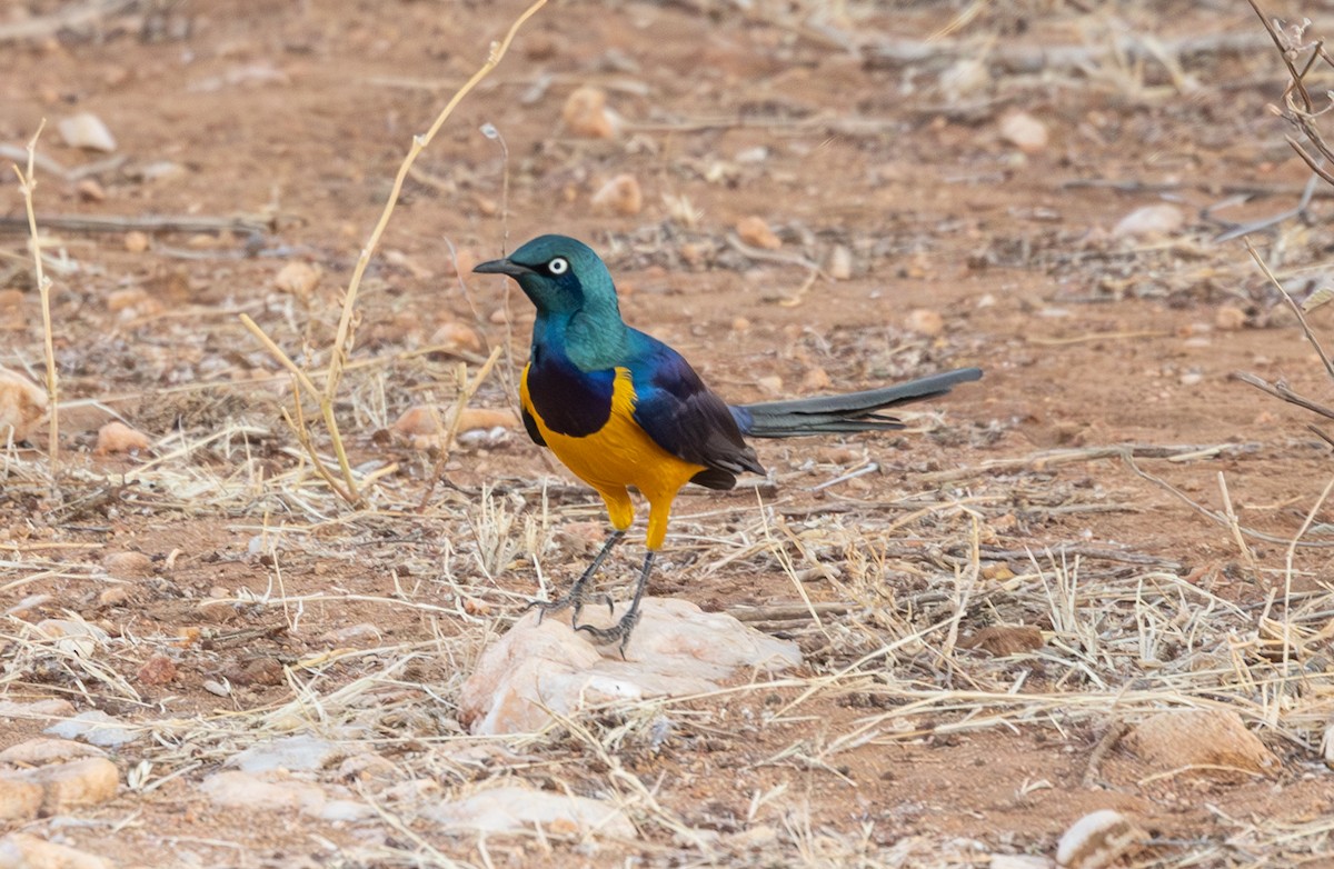 Golden-breasted Starling - ML642705730