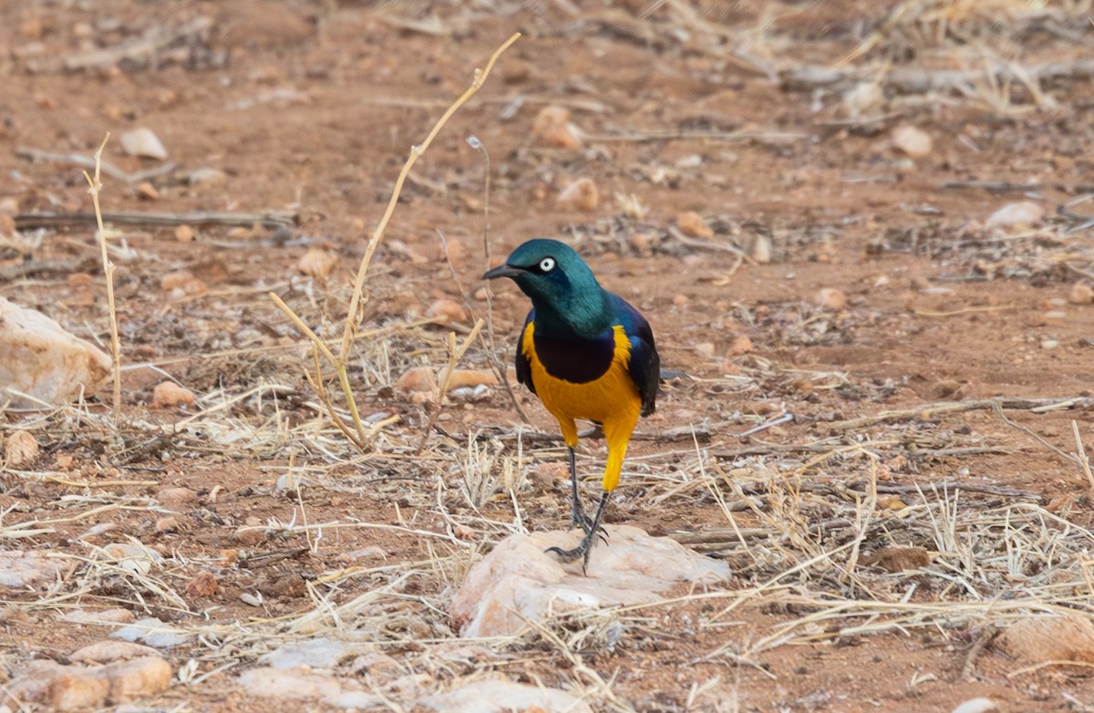 Golden-breasted Starling - ML642705731
