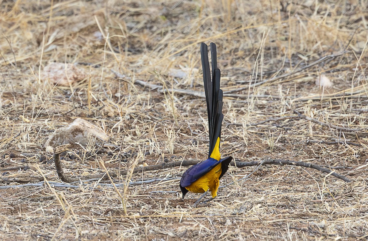 Golden-breasted Starling - ML642705733