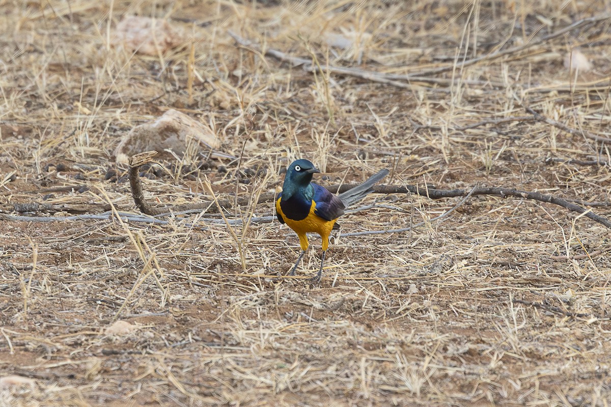 Golden-breasted Starling - ML642705734