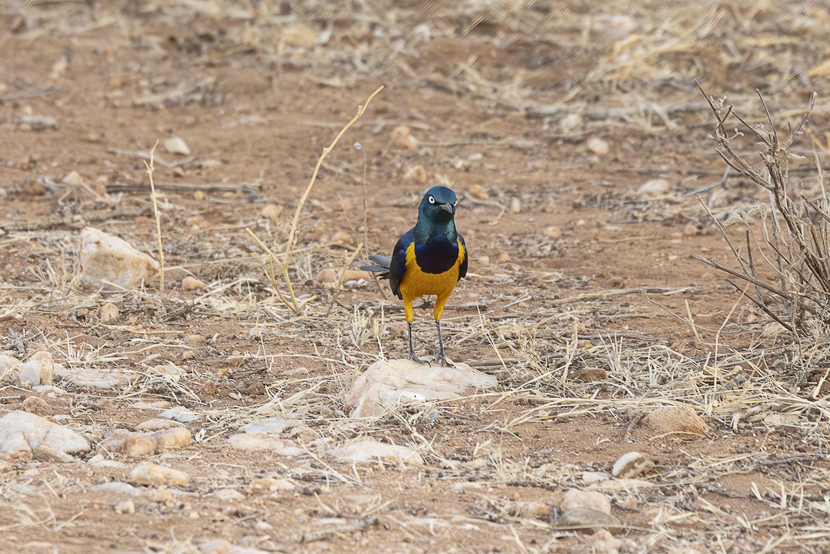 Golden-breasted Starling - ML642705735