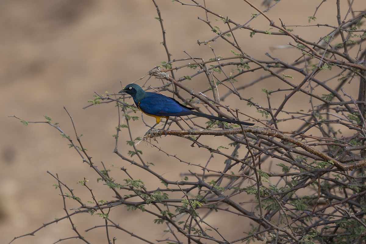 Golden-breasted Starling - ML642705736