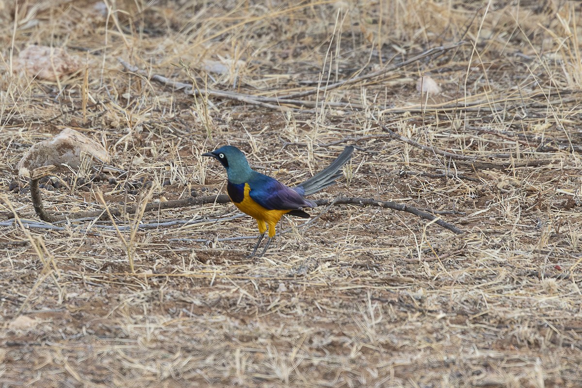 Golden-breasted Starling - ML642705737