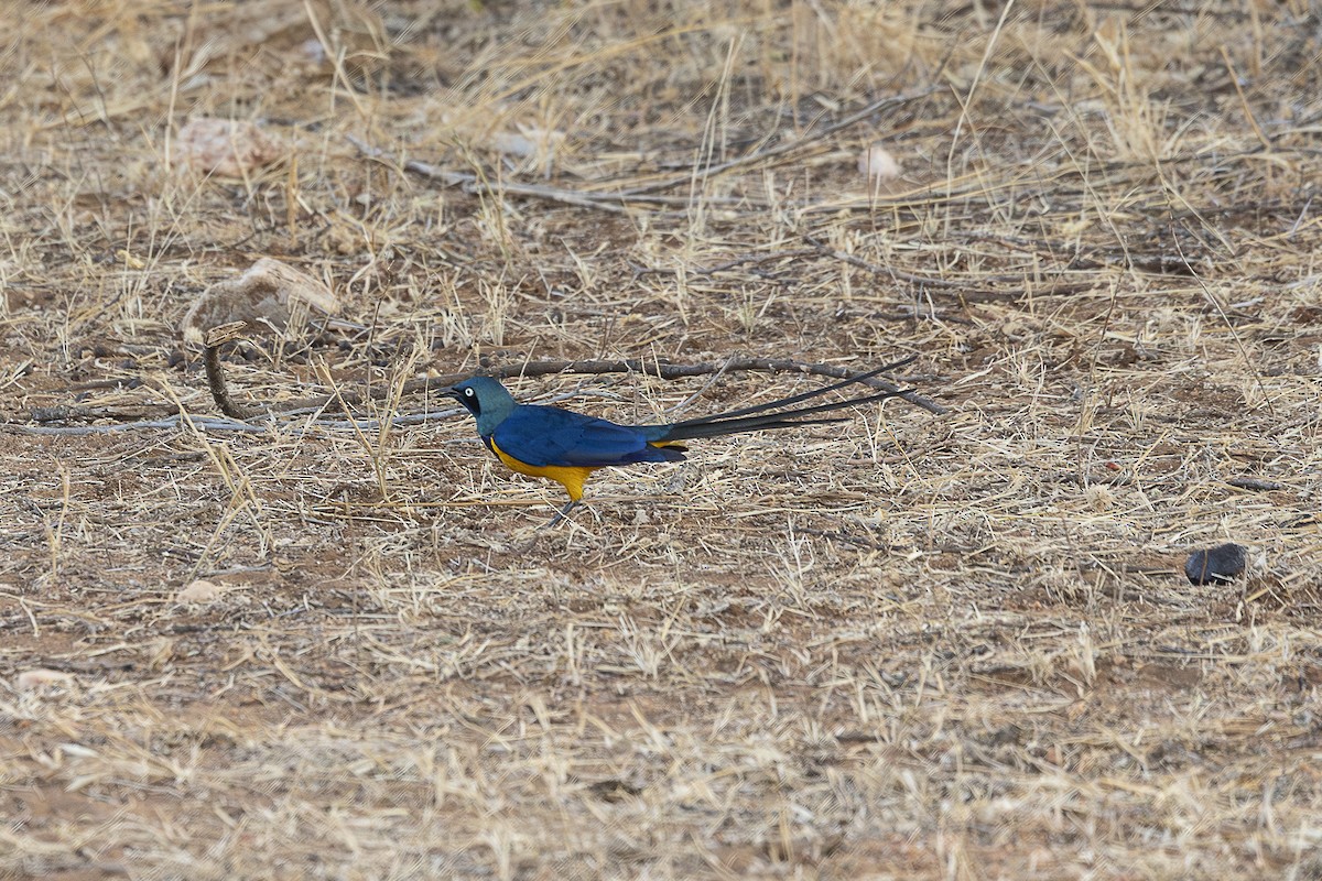 Golden-breasted Starling - ML642705738