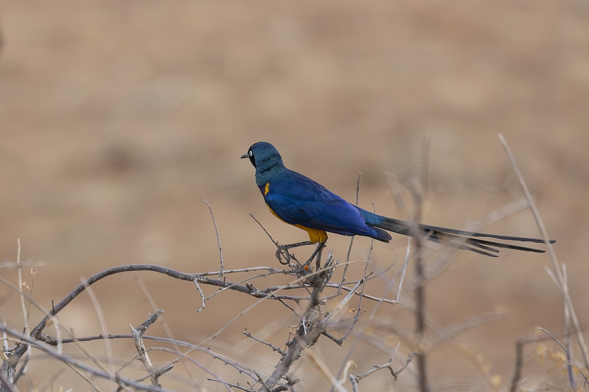 Golden-breasted Starling - ML642705739