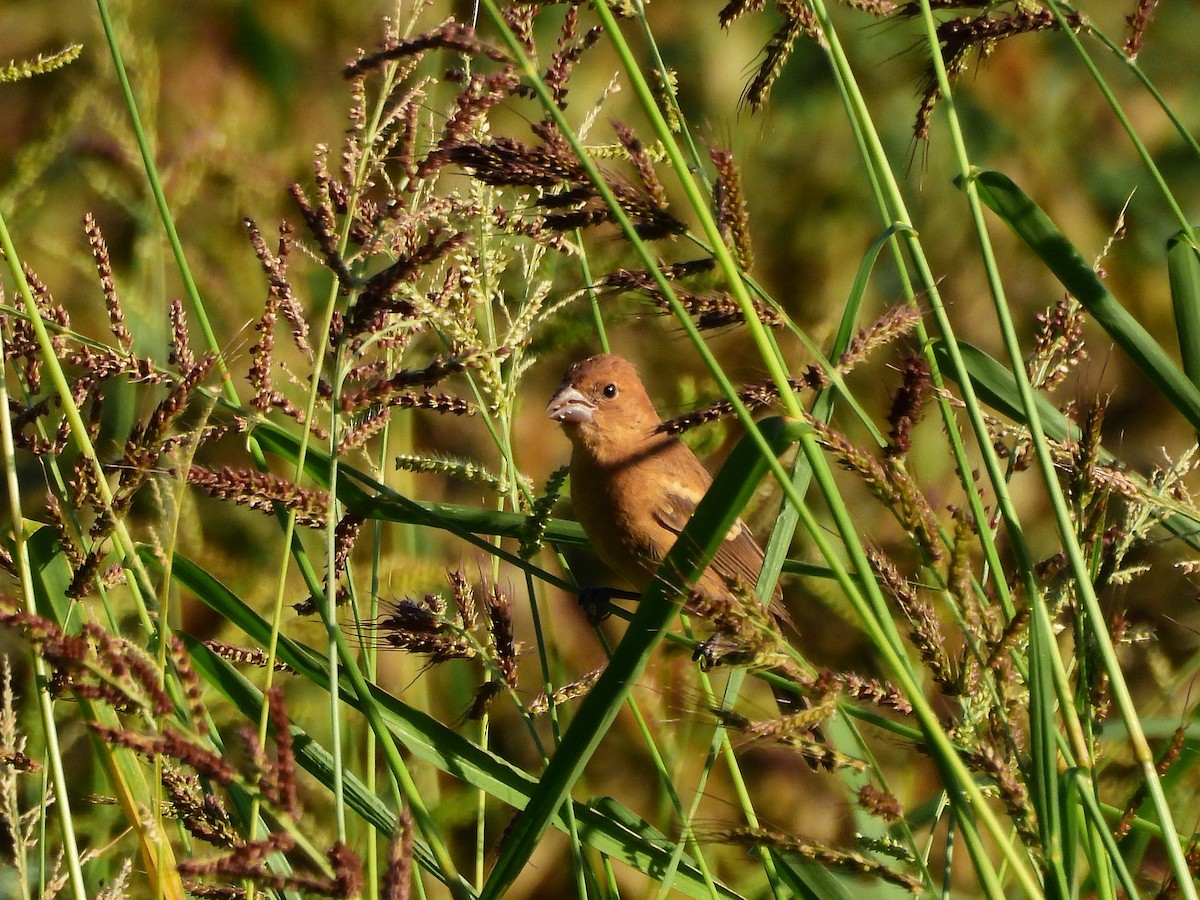 blåtykknebb - ML642705744