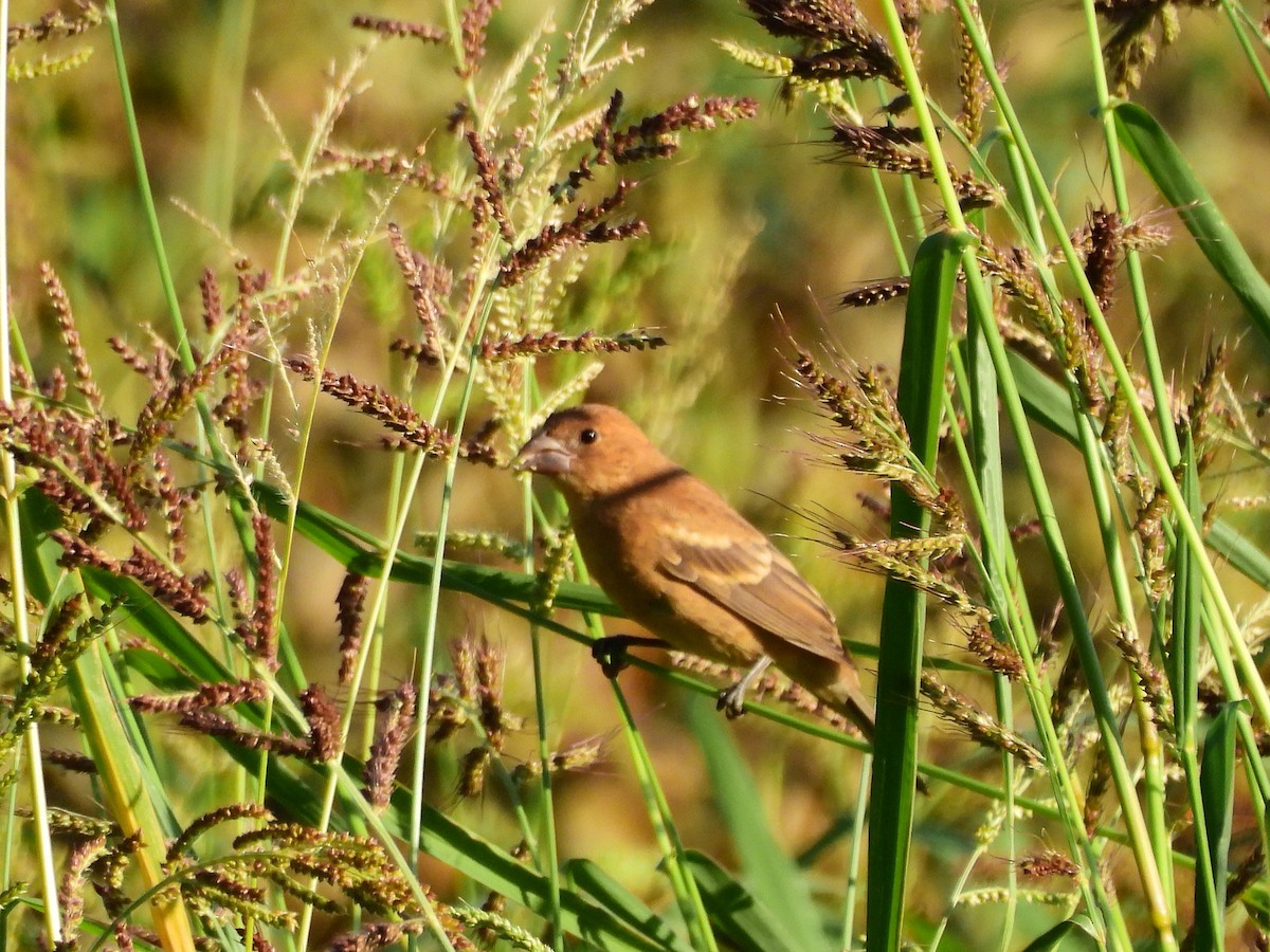 blåtykknebb - ML642705745