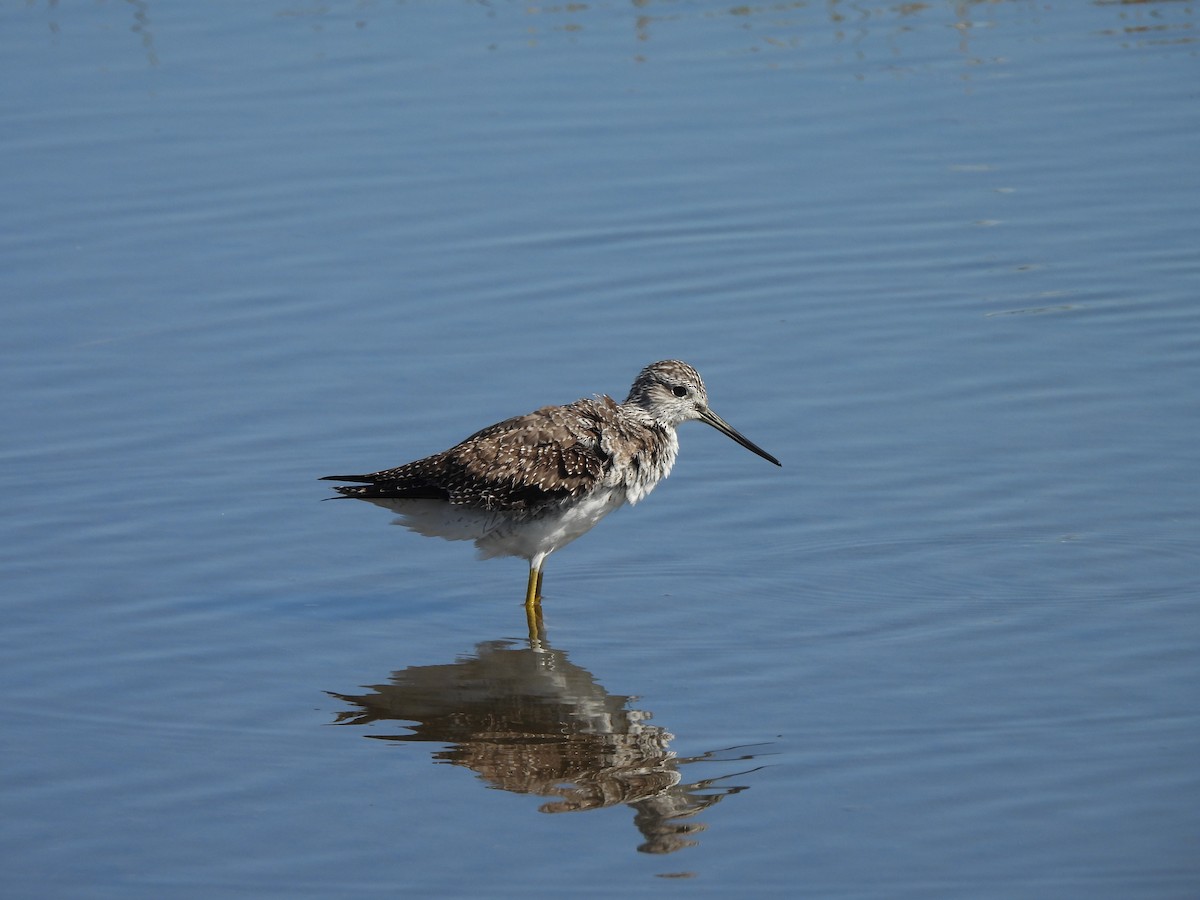plystresnipe - ML642705746