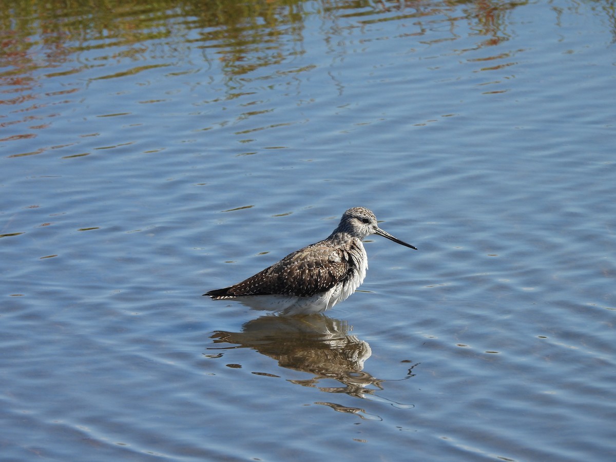 plystresnipe - ML642705747