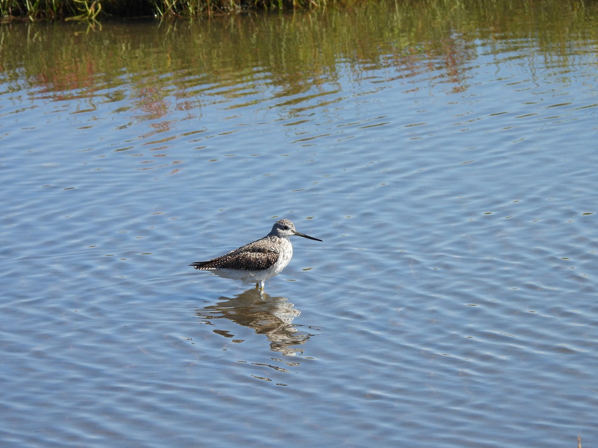 plystresnipe - ML642705748