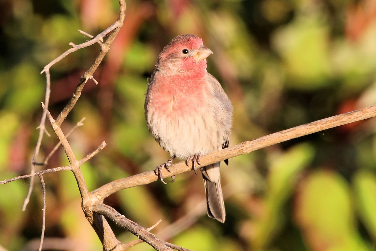 House Finch - ML642705766