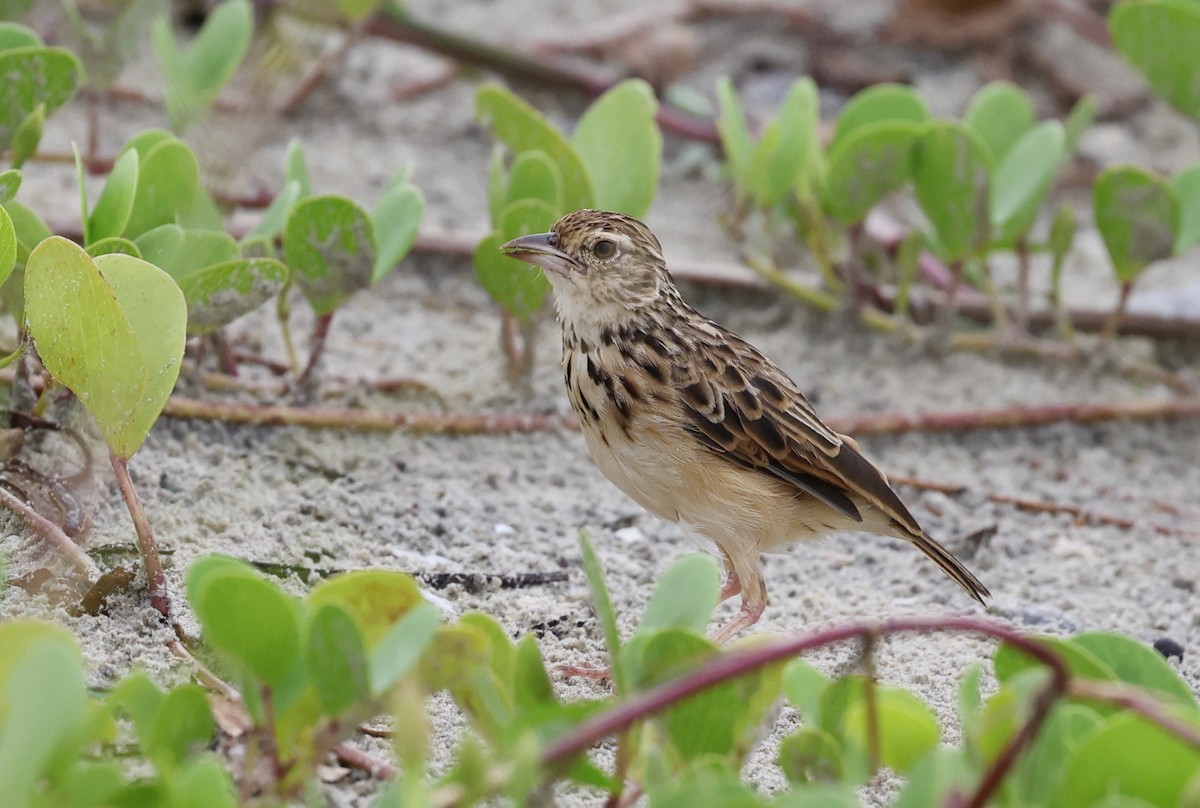 Jerdon's Bushlark - ML642705768