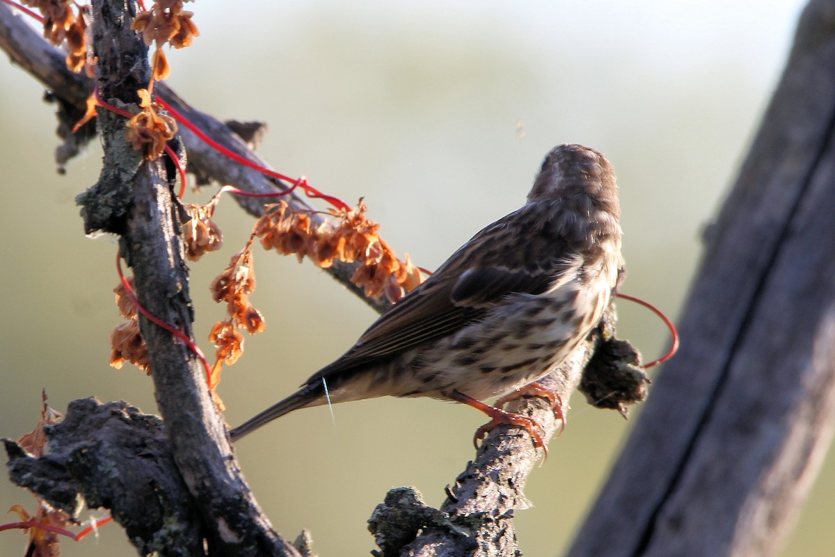 Purple Finch - ML642705771