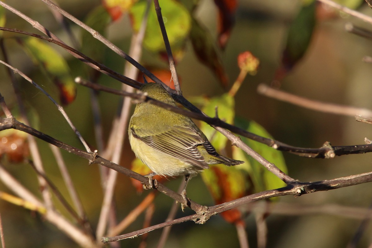 møllparula - ML642705777