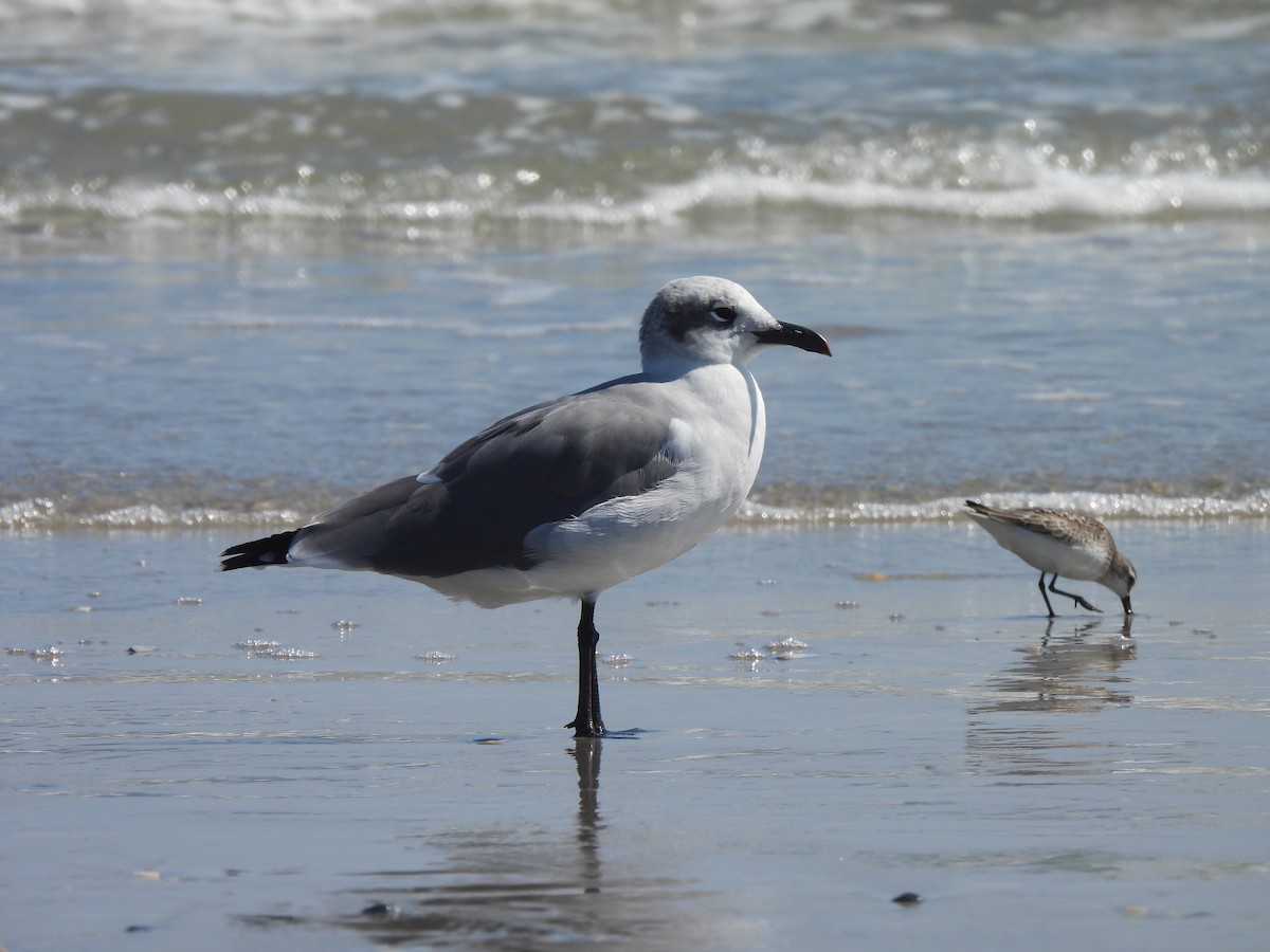 Laughing Gull - ML642705790