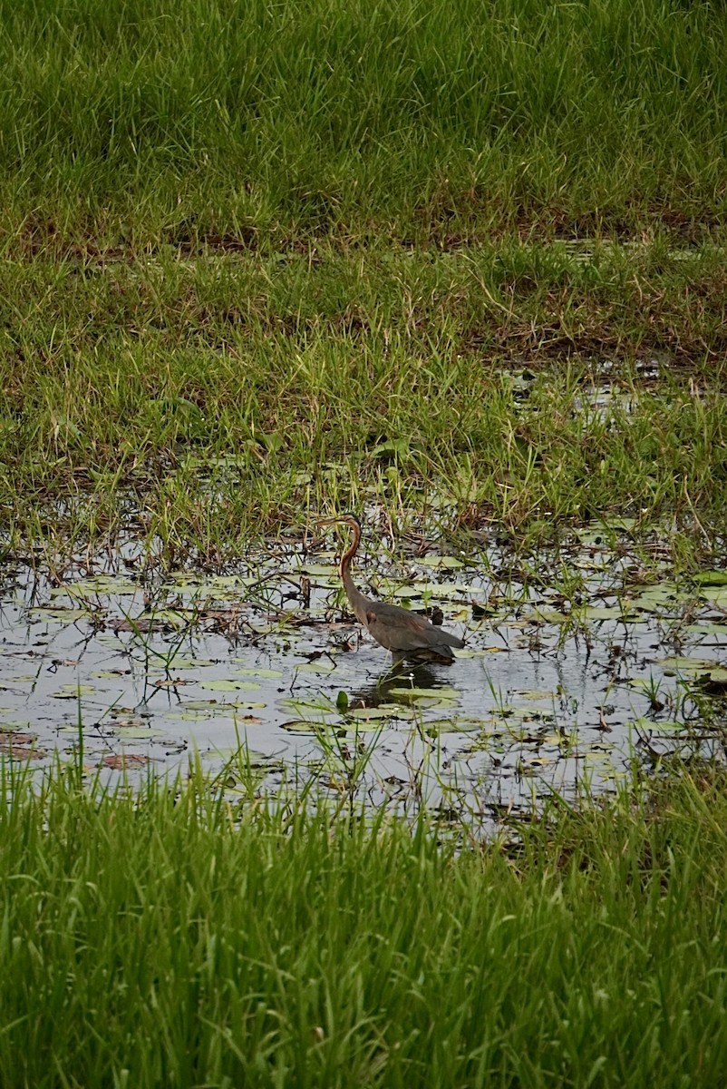 ムラサキサギ - ML642705805