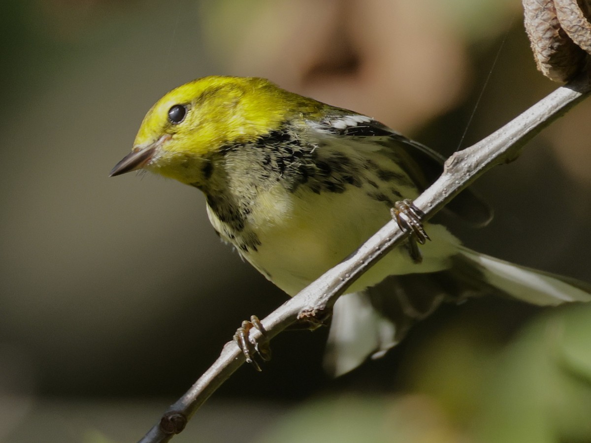 Black-throated Green Warbler - ML642705813