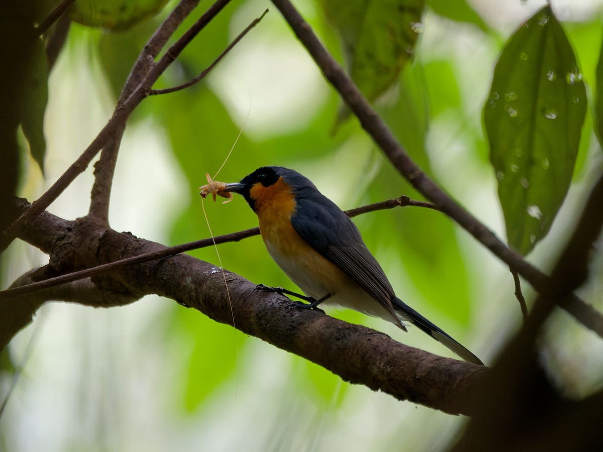 Australian Spectacled Monarch - ML642705825