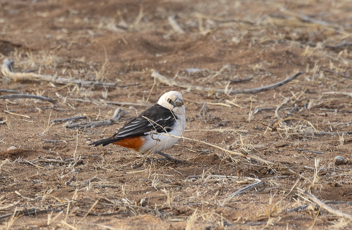 White-headed Buffalo-Weaver - ML642705826