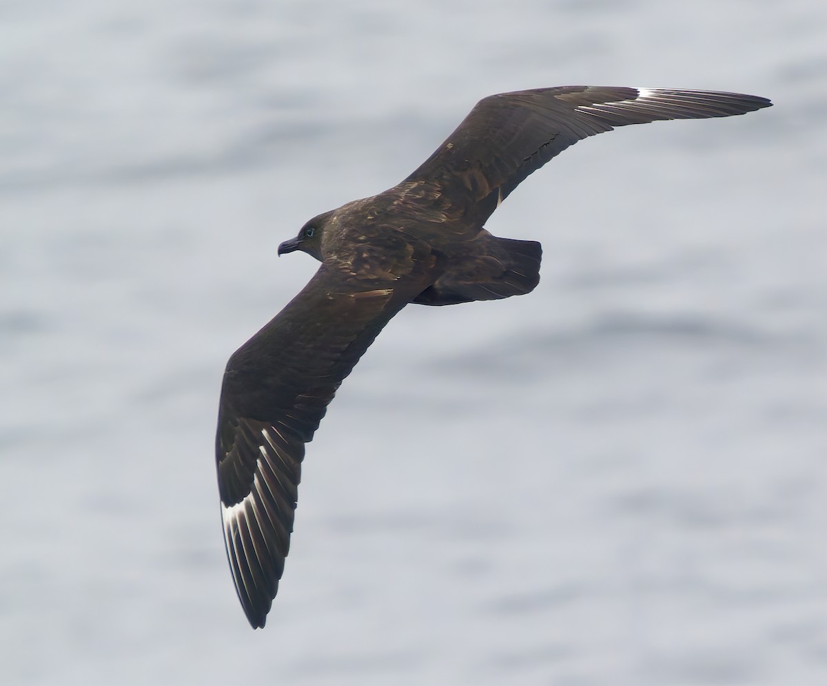 South Polar Skua - ML642705846