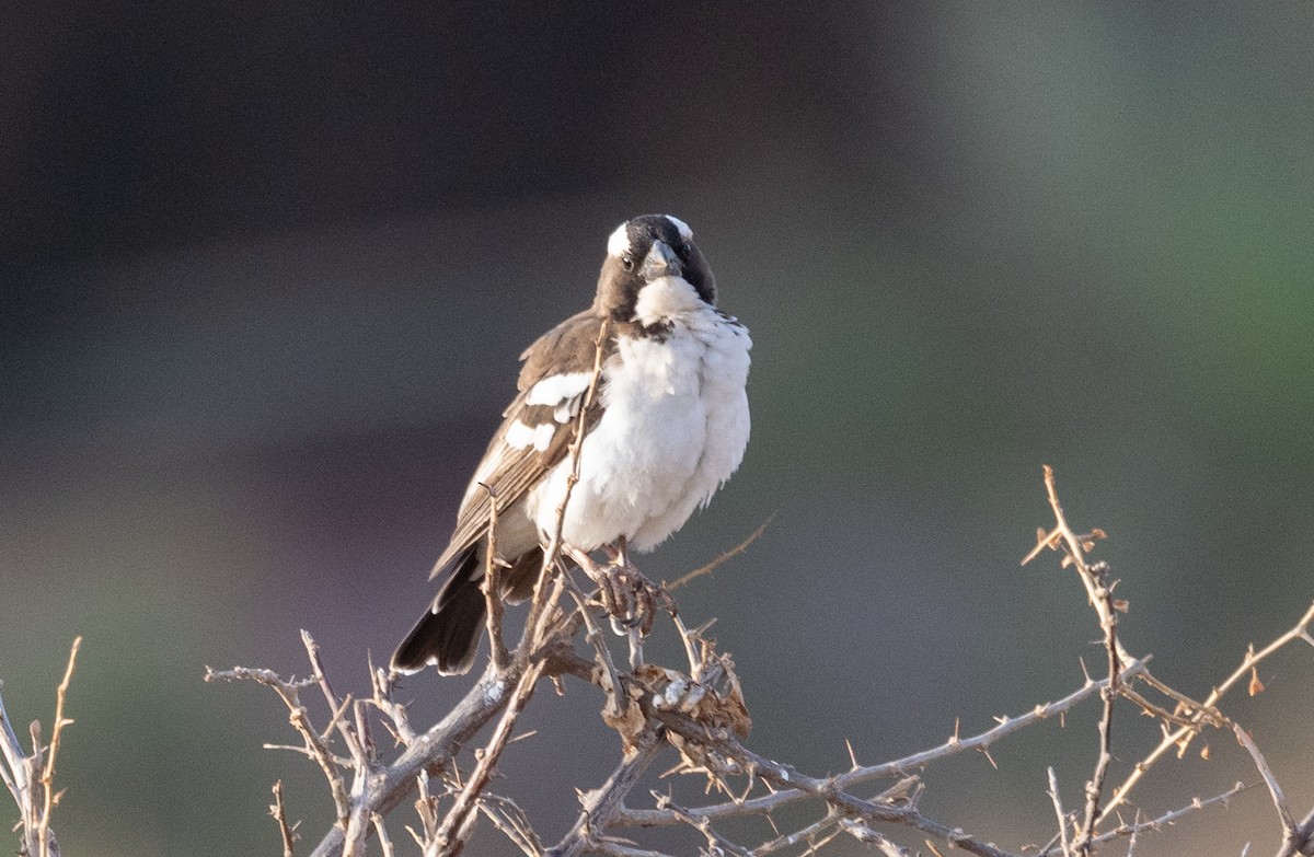 White-browed Sparrow-Weaver - ML642705849